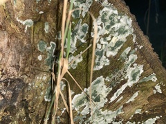Trichoderma viride