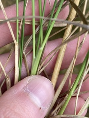 Deschampsia cespitosa