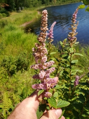 Spiraea tomentosa