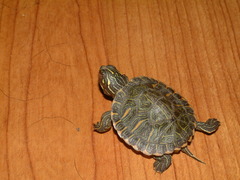 Pseudemys concinna concinna