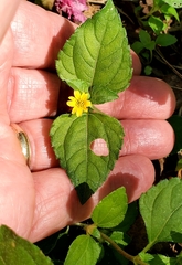 Calyptocarpus vialis