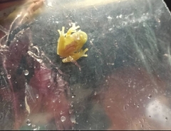 Centrolenidae