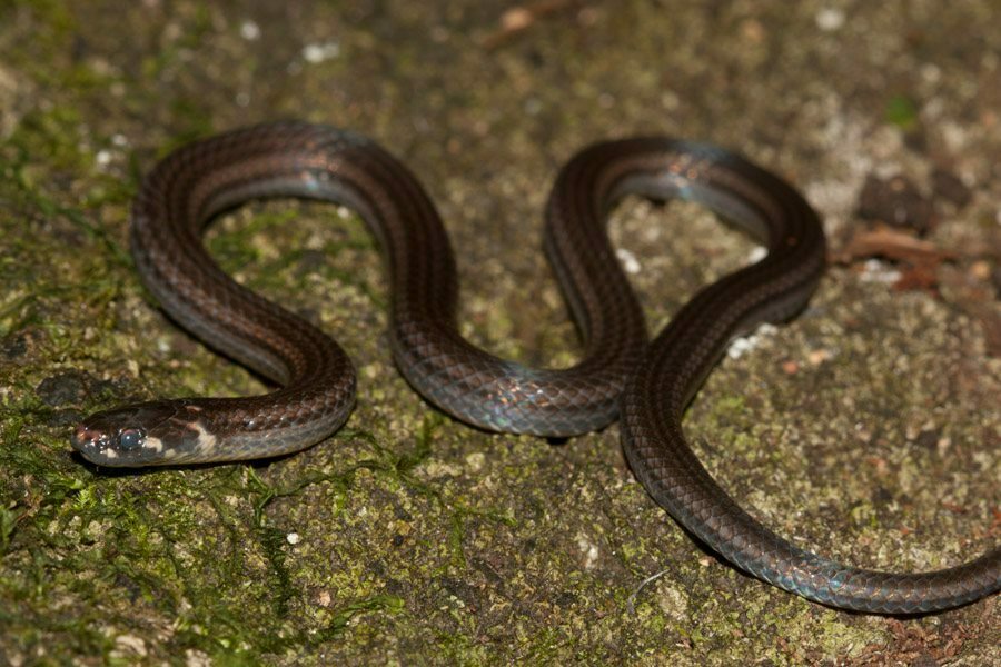 Barbour's Tropical Ground Snake