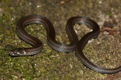 Barbour's Tropical Ground Snake photo 1