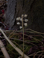 Muscari