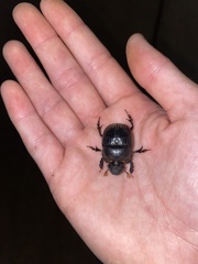 Dichotomius colonicus