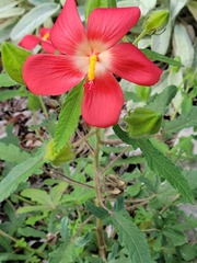 Abelmoschus sagittifolius