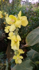 Verbascum phlomoides