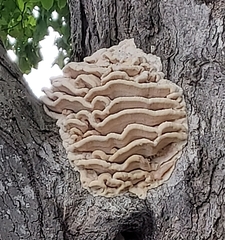 Climacodon septentrionalis