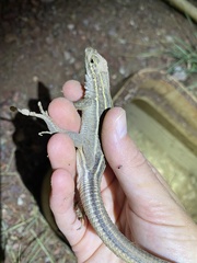 Aspidoscelis sonorae