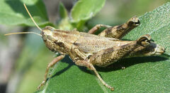 Campylacantha olivacea