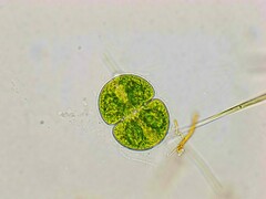 Cosmarium