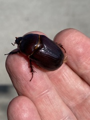Pentodontini
