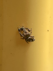 Phidippus audax