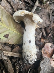 Lactifluus piperatus