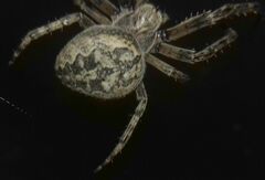 Larinioides ixobolus