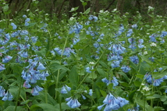 Mertensia virginica