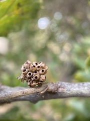 Callirhytis serricornis