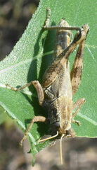 Campylacantha olivacea