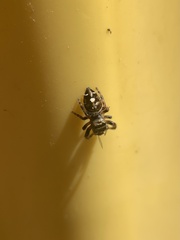 Phidippus audax