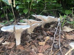 Lactifluus piperatus