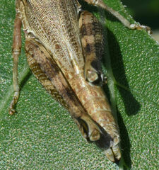 Campylacantha olivacea