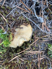 Suillus tomentosus