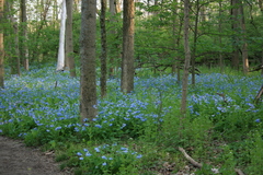 Mertensia virginica