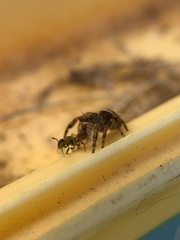 Phidippus audax