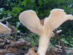 Lactifluus piperatus