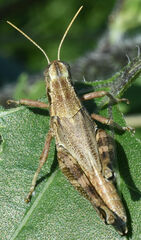 Campylacantha olivacea