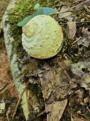 Amanita citrina