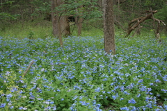 Mertensia virginica