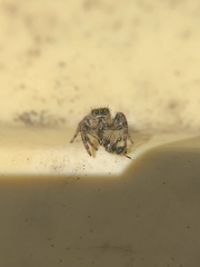 Phidippus audax