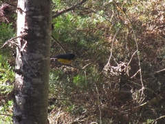 Myioborus miniatus