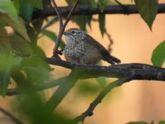 Pheugopedius maculipectus