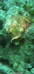 Canthigaster rostrata