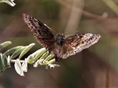 Erynnis baptisiae