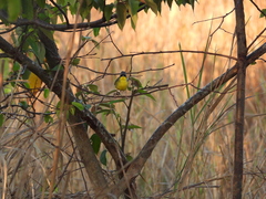 Geothlypis poliocephala