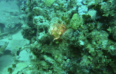 Canthigaster rostrata