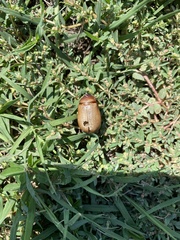 Phyllophaga