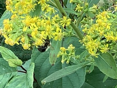 Solidago squarrosa