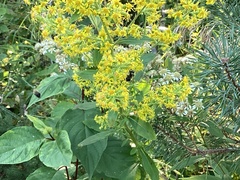 Solidago squarrosa