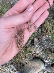 Deschampsia cespitosa
