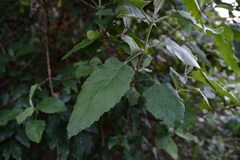 Buddleja dysophylla