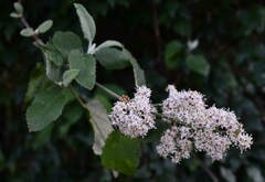 Buddleja dysophylla