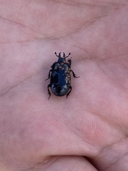 Histeridae