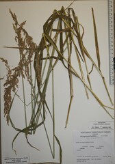 Arctagrostis arundinacea