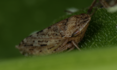 Paraphlepsius continuus