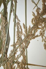 Arctagrostis arundinacea